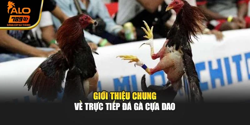 Giới thiệu chung về trực tiếp đá gà cựa dao