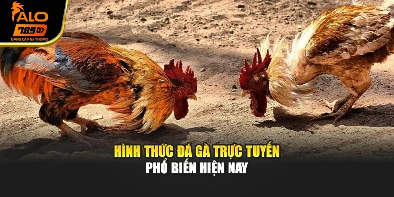 Hình thức đá gà trực tuyến phổ biến hiện nay