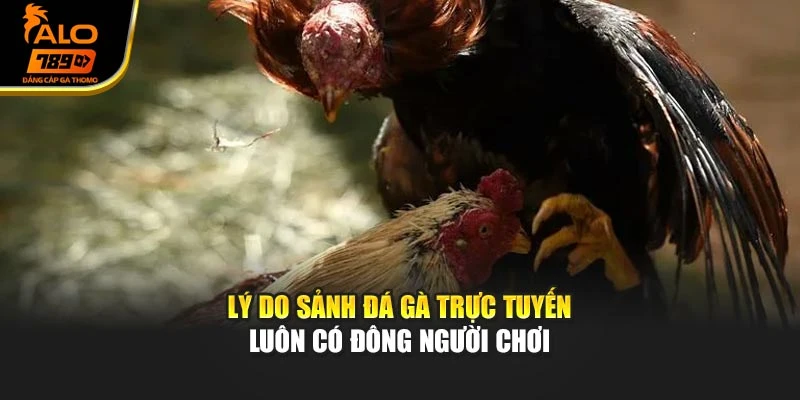 Lý do sảnh đá gà trực tuyến luôn có đông người chơi