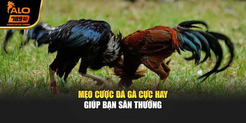 Mẹo cược đá gà cực hay giúp bạn săn thưởng