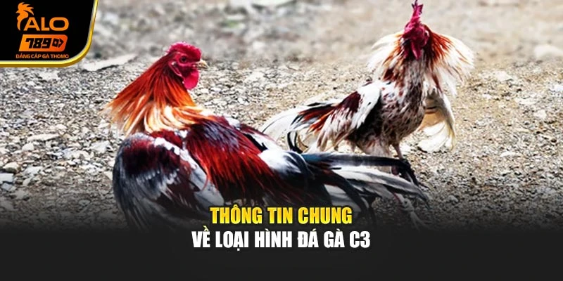 Thông tin chung về loại hình đá gà C3