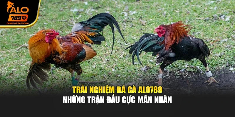 Trải nghiệm đá gà Alo789 – Những trận đấu cực mãn nhãn