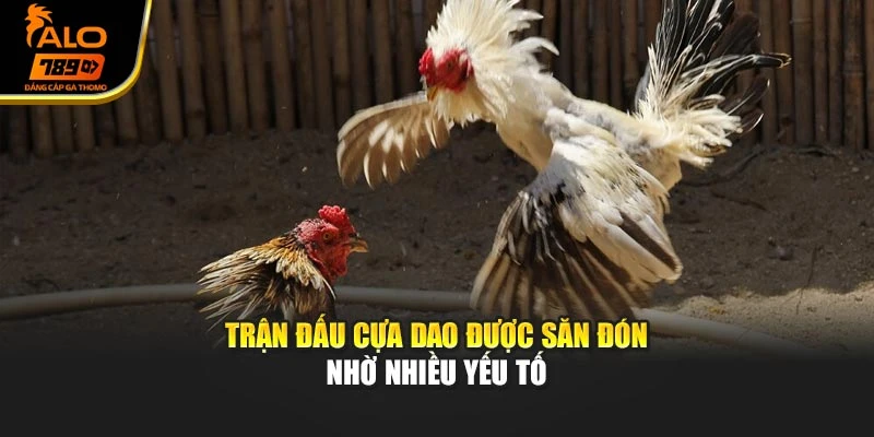 Trận đấu cựa dao được săn đón nhờ nhiều yếu tố