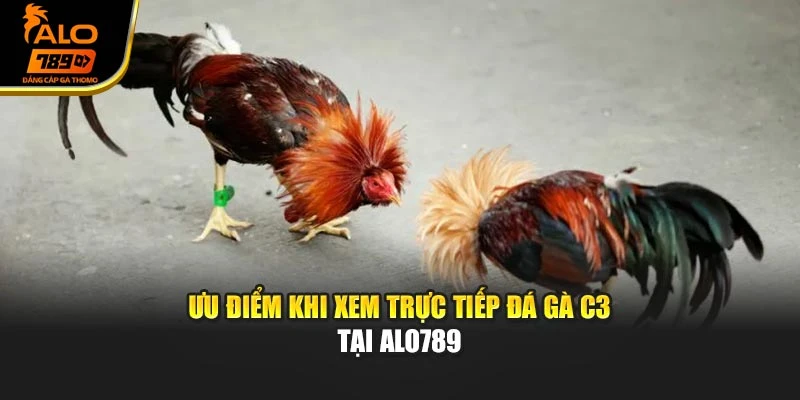 Ưu điểm khi xem trực tiếp đá gà C3 tại Alo789