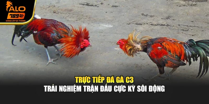 Trực Tiếp Đá Gà C3 – Trải Nghiệm Trận Đấu Cực Kỳ Sôi Động