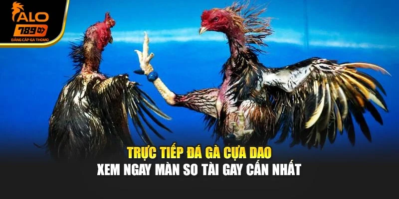 Trực Tiếp Đá Gà Cựa Dao – Xem Ngay Màn So Tài Gay Cấn Nhất
